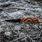 Divokoza - Bushcraft nož