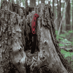 Santis - Bushcraft nož